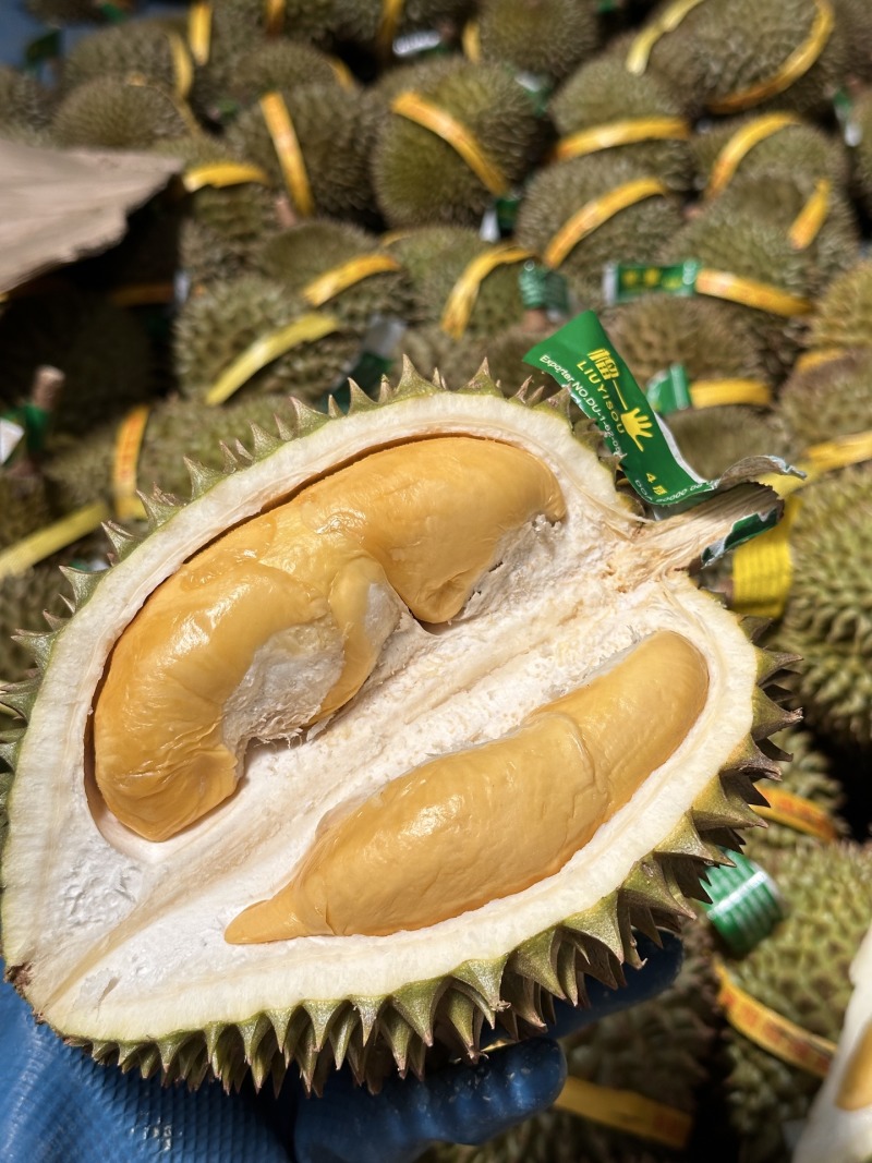 托曼尼