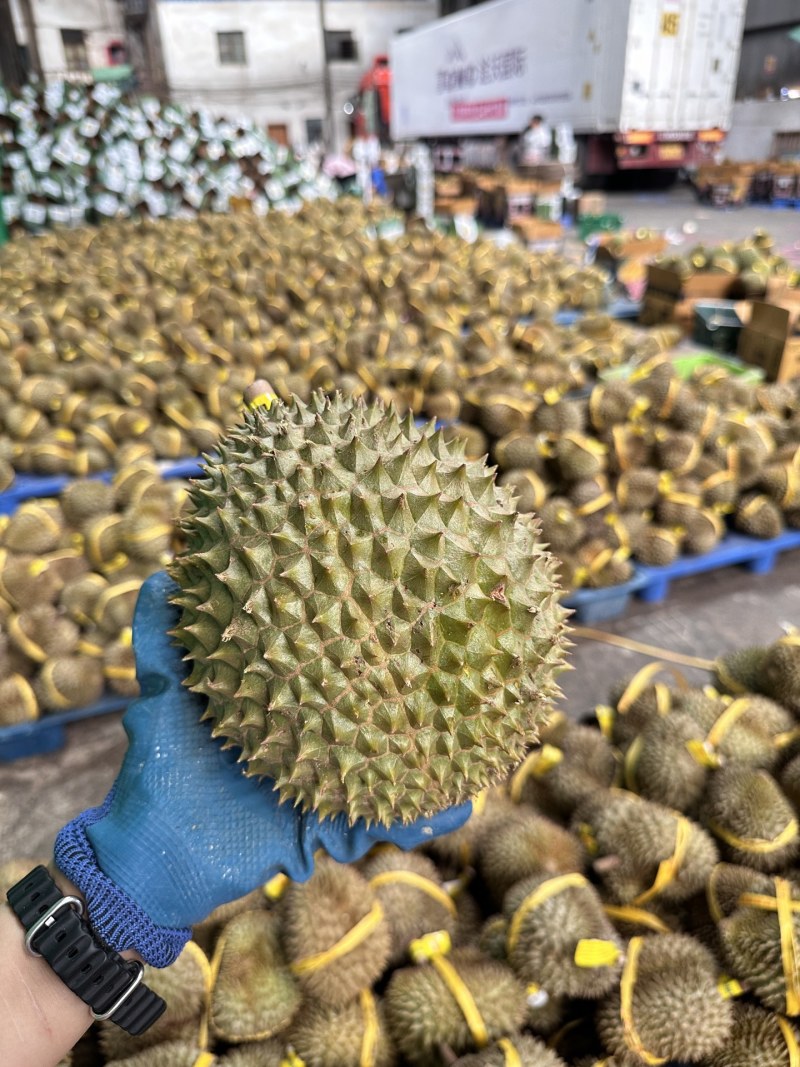 托曼尼