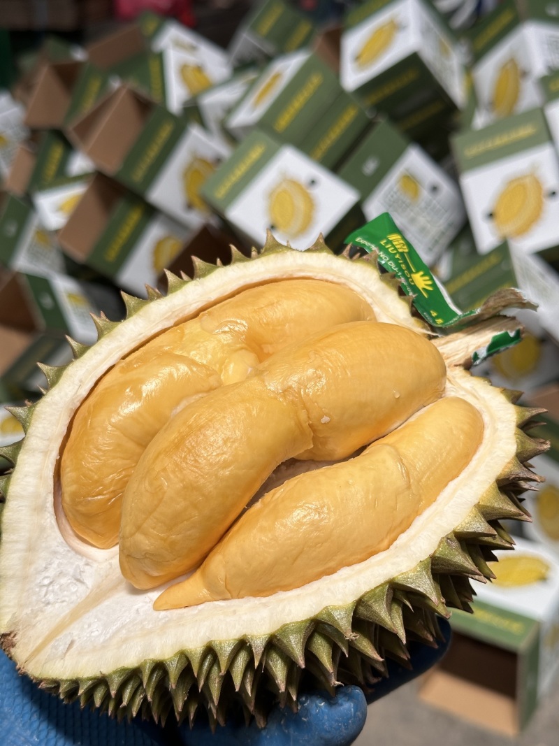 托曼尼