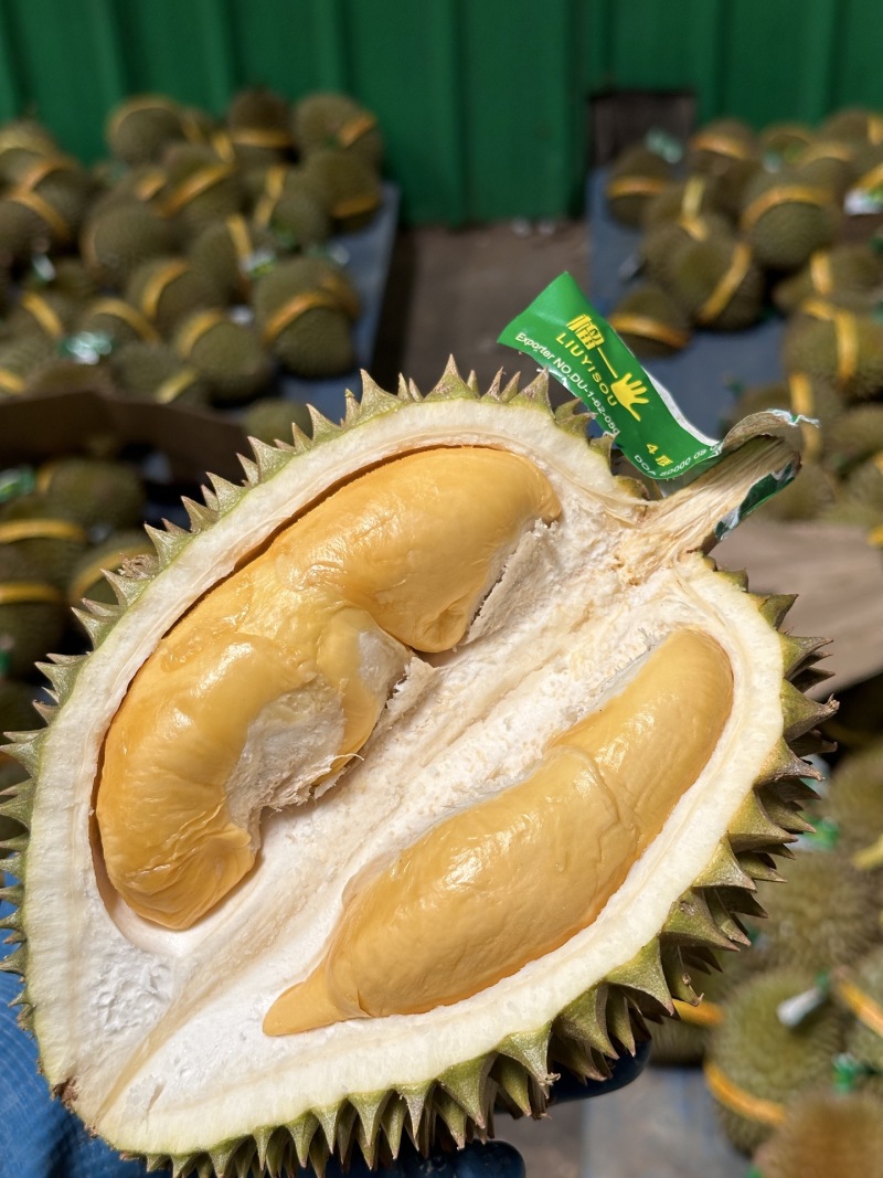 托曼尼