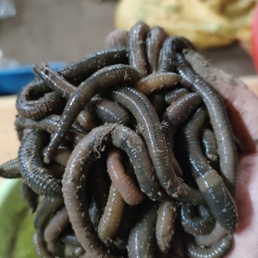 青蚯蚓种苗