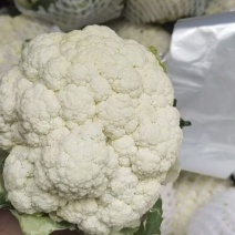 精品花菜，量大现货，欢迎咨询。