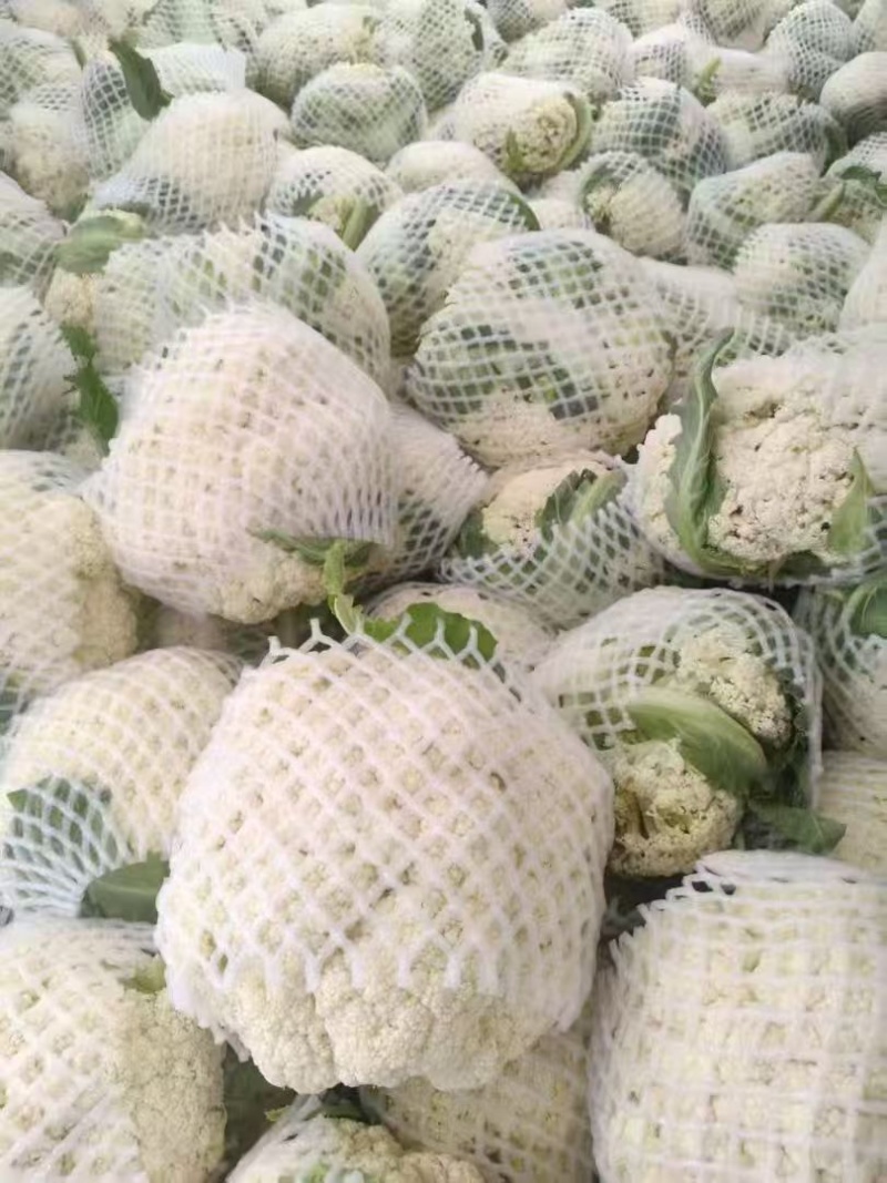 精品花菜，量大现货，欢迎咨询。
