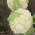 精品花菜，量大现货，欢迎咨询。