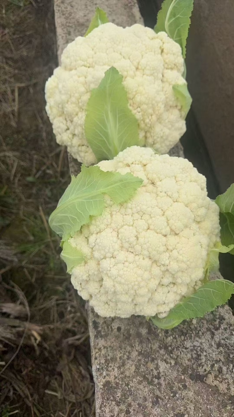精品花菜，量大现货，欢迎咨询。