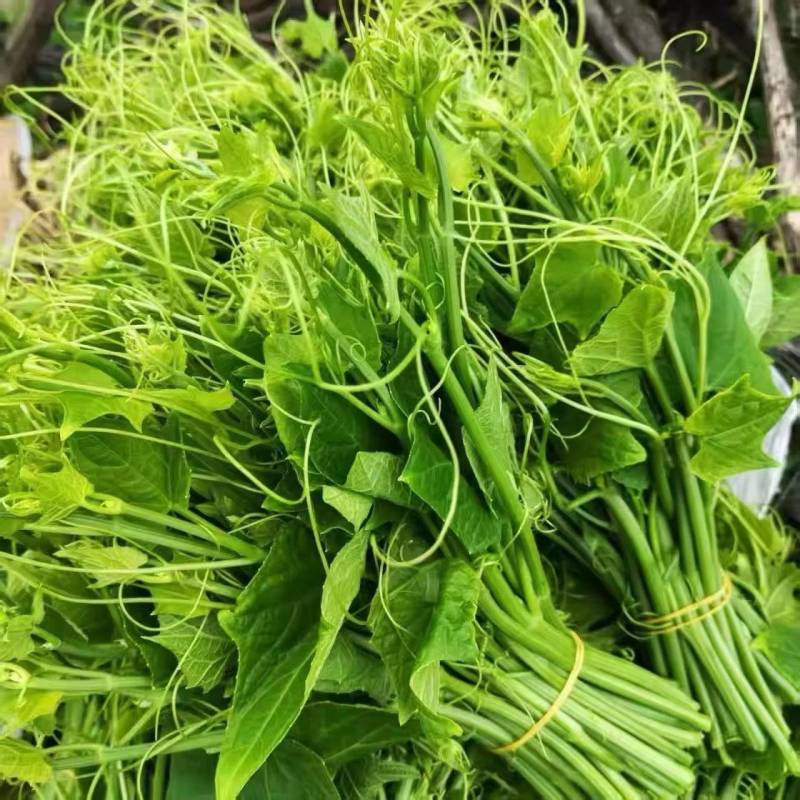 贵州自家蔬菜基地直发洋瓜尖新鲜上市可大量走批发