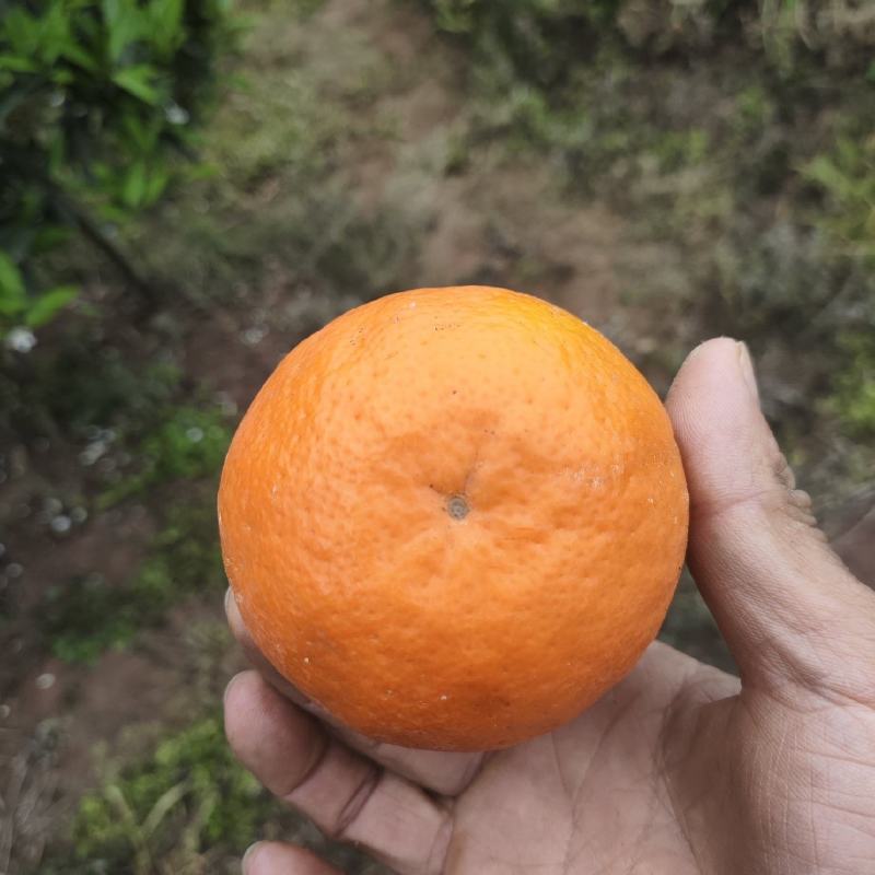 沃柑大量有货