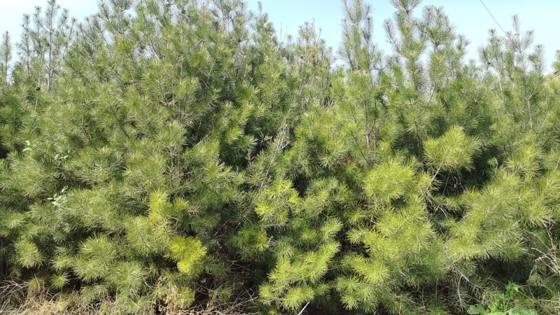 大量白皮松物美价廉出售