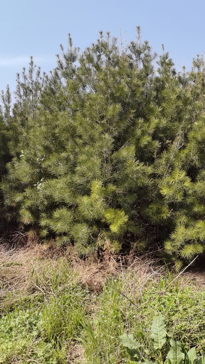 大量白皮松物美价廉出售