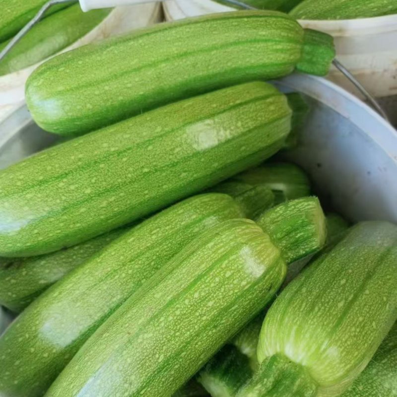 绿皮西葫芦大量上市，欢迎下单。