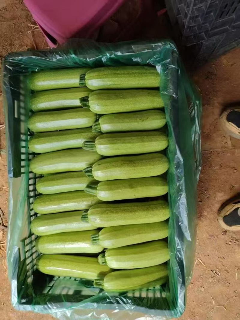 绿皮西葫芦大量上市，欢迎下单。