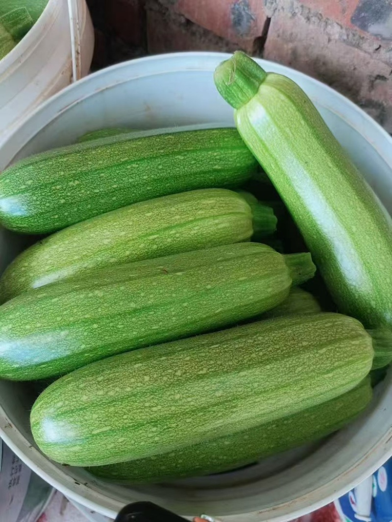 绿皮西葫芦大量上市，欢迎下单。