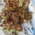头茬露天香椿芽