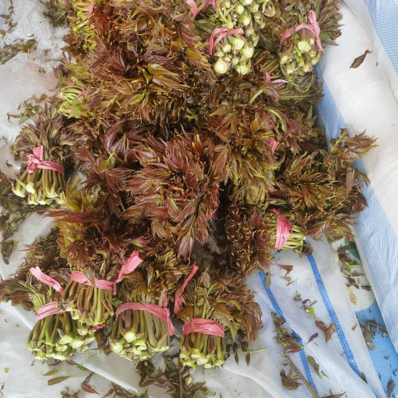 头茬露天香椿芽