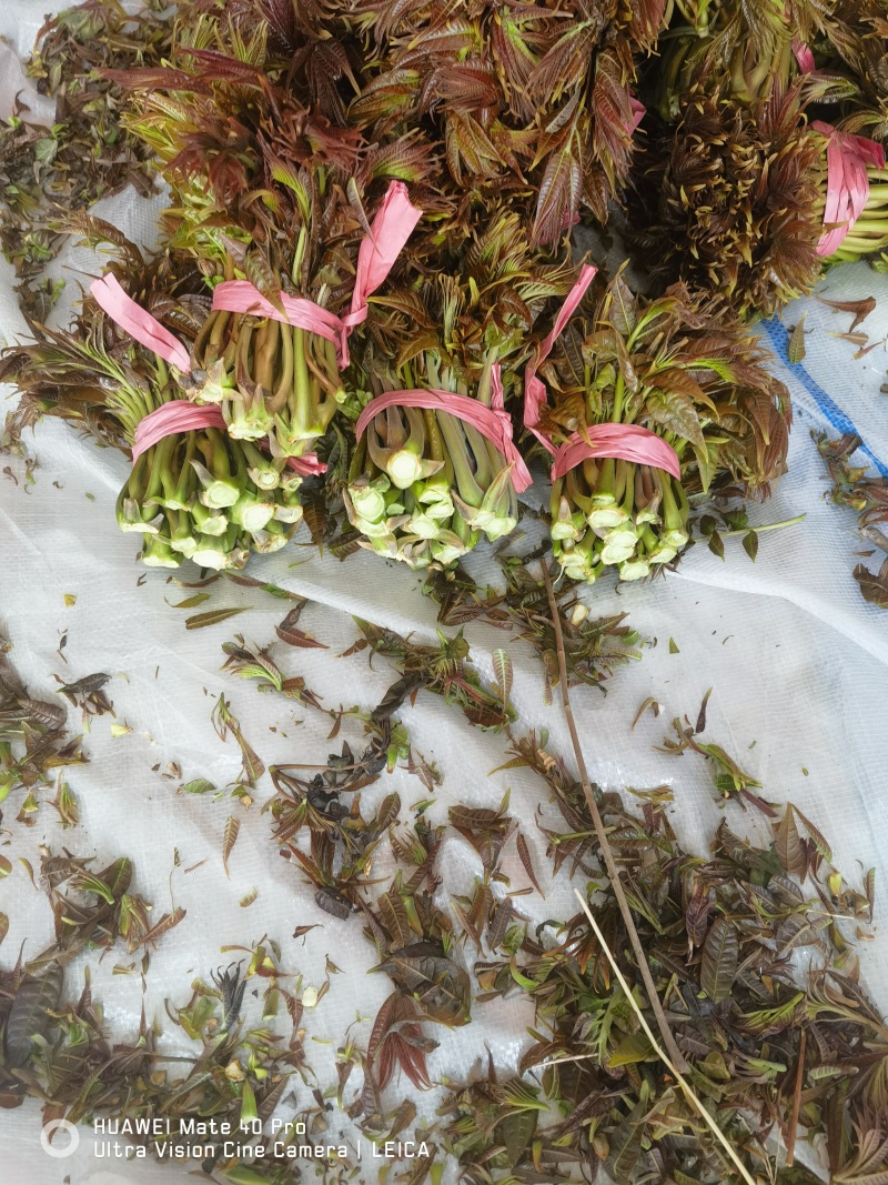头茬露天香椿芽