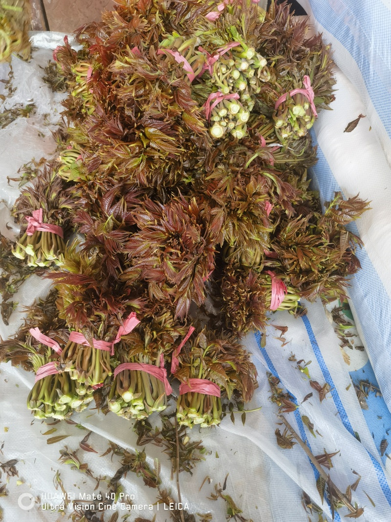 头茬露天香椿芽