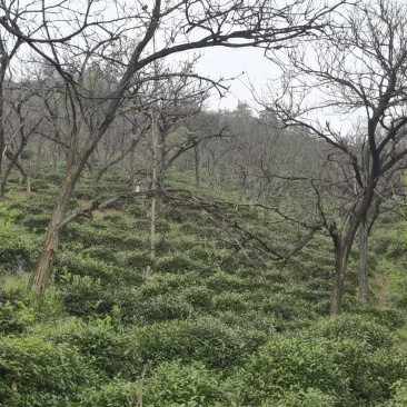 信阳毛尖罗山朱堂产地，老寨产区生态有机老旱茶
