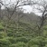 信阳毛尖罗山朱堂产地，老寨产区生态有机老旱茶