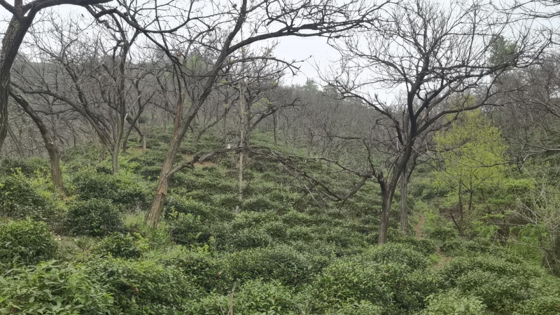 信阳毛尖罗山朱堂产地，老寨产区生态有机老旱茶