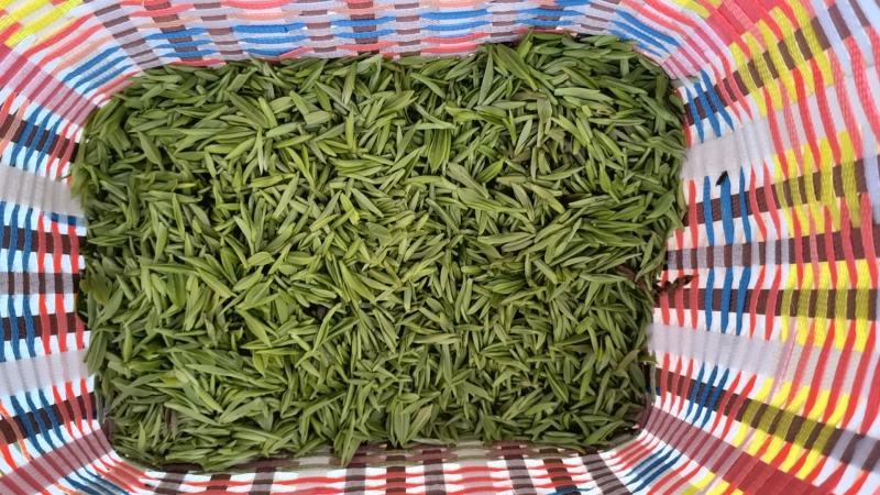 信阳毛尖罗山朱堂产地，老寨产区生态有机老旱茶