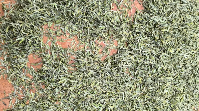 信阳毛尖罗山朱堂产地，老寨产区生态有机老旱茶