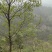信阳毛尖罗山朱堂产地，老寨产区生态有机老旱茶