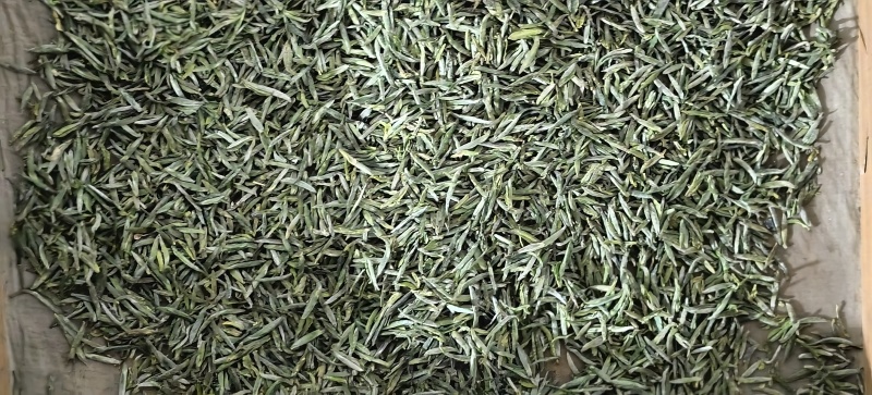 信阳毛尖罗山朱堂产地，老寨产区生态有机老旱茶