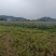 有大量豆角出售大量上市欢迎来电咨询采购可视频看货