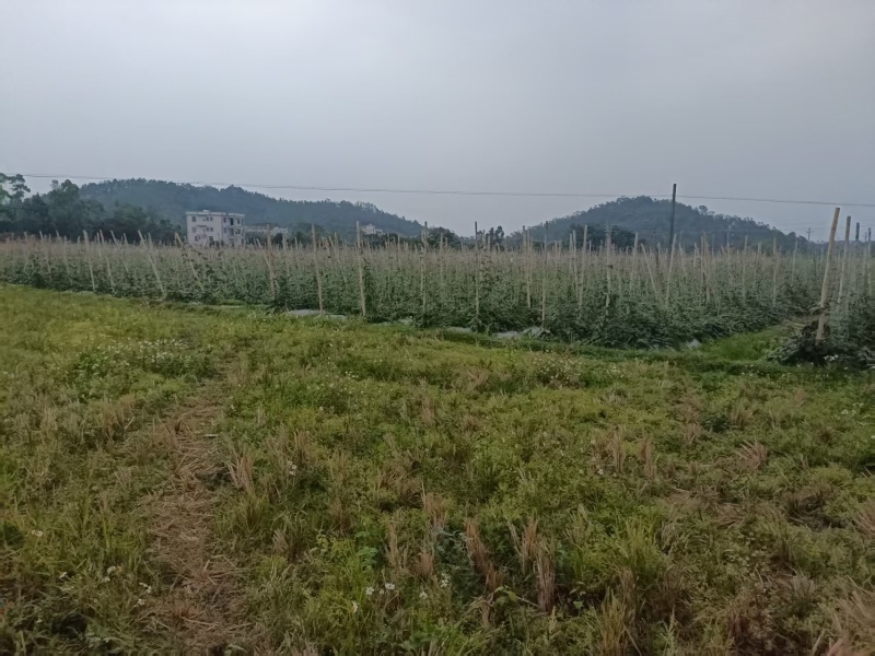 有大量豆角出售大量上市欢迎来电咨询采购可视频看货