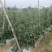 有大量豆角出售大量上市欢迎来电咨询采购可视频看货