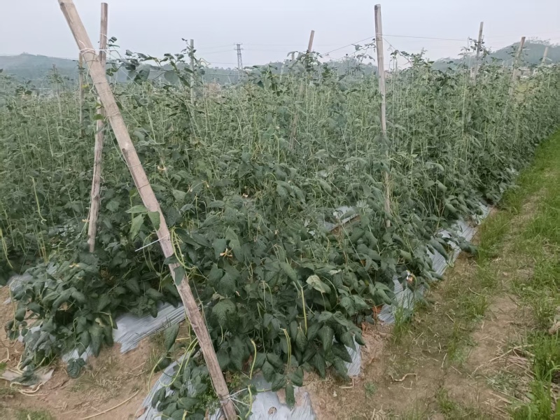 有大量豆角出售大量上市欢迎来电咨询采购可视频看货
