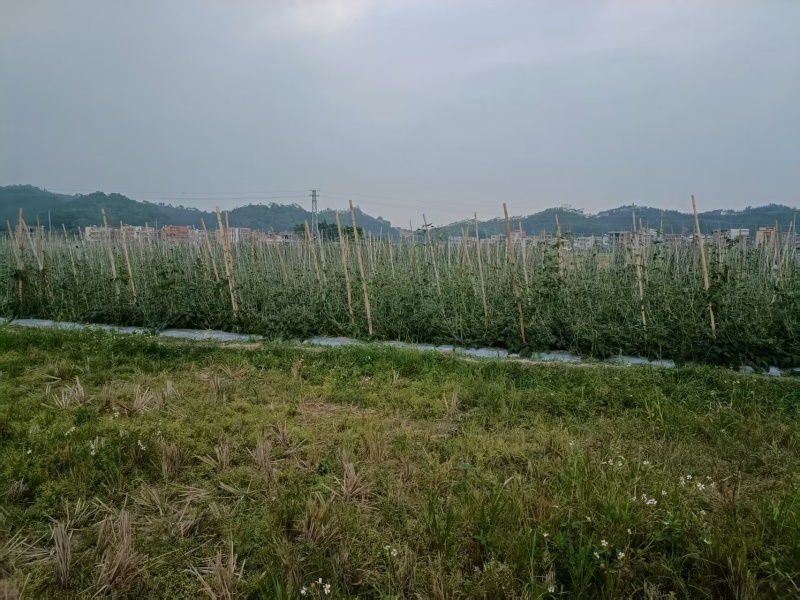 有大量豆角出售大量上市欢迎来电咨询采购可视频看货