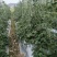 有大量豆角出售大量上市欢迎来电咨询采购可视频看货