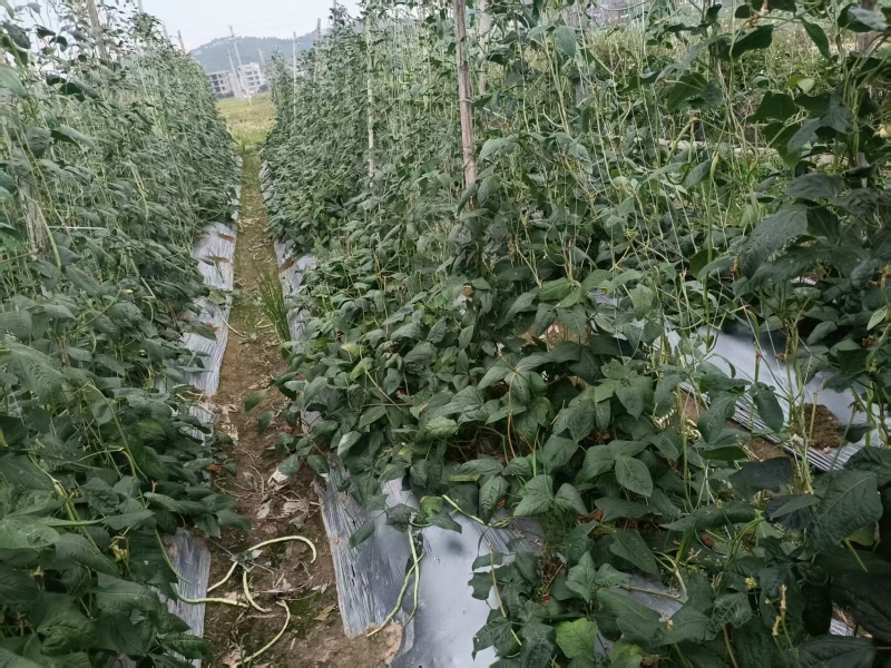 有大量豆角出售大量上市欢迎来电咨询采购可视频看货