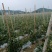 有大量豆角出售大量上市欢迎来电咨询采购可视频看货