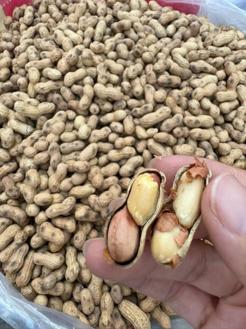 客家炒花生纯手工炒花生河源炒花生