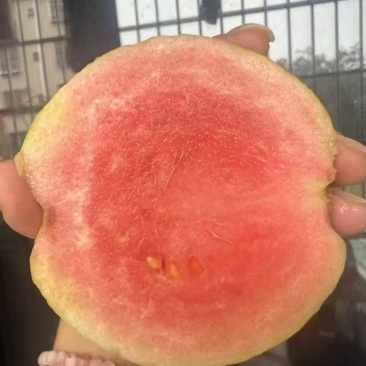 红宝石芭乐番石榴少籽红心