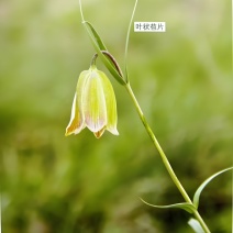太白贝母