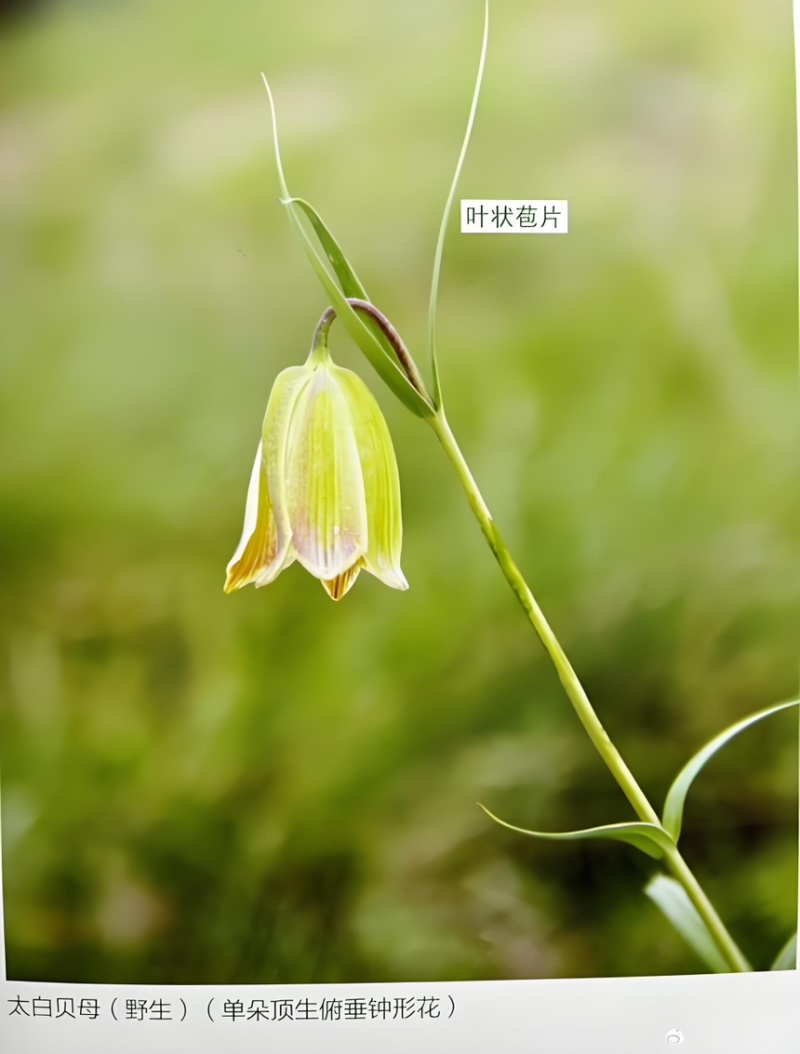 太白贝母