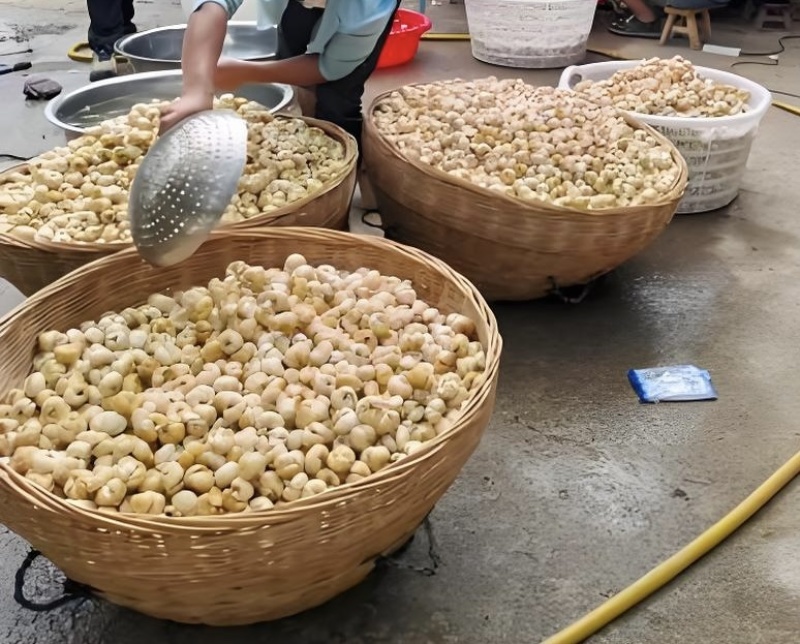 太白贝母