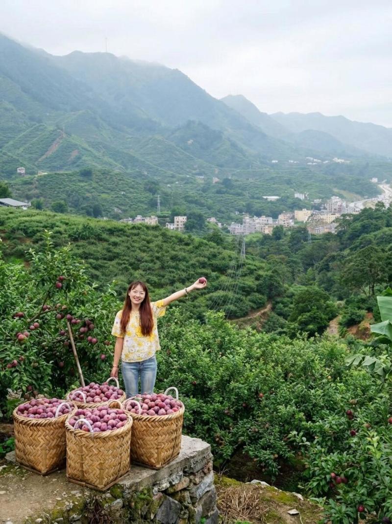广东茂名前排三华李三华李子红心李支持一件代发批发