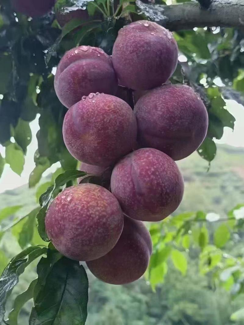 广东茂名前排三华李三华李子红心李支持一件代发批发