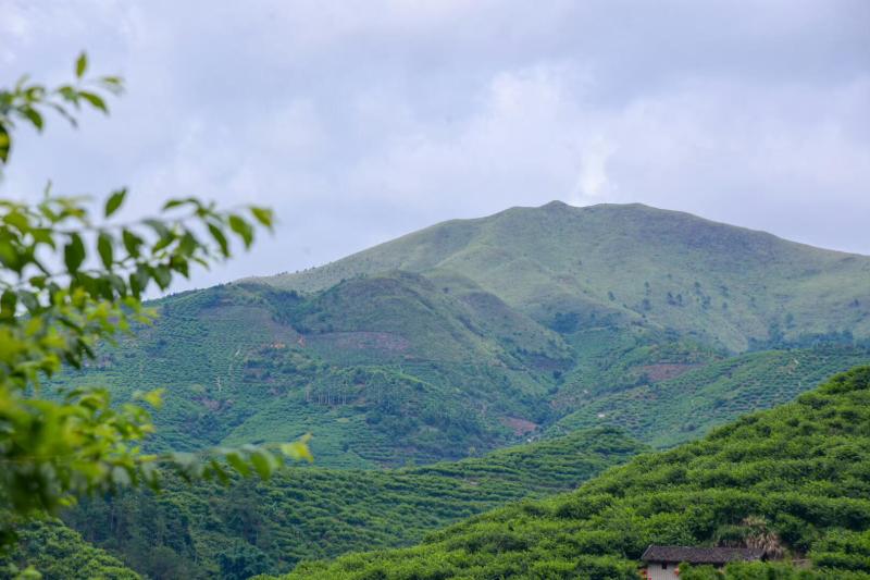 广东茂名前排三华李三华李子红心李支持一件代发批发