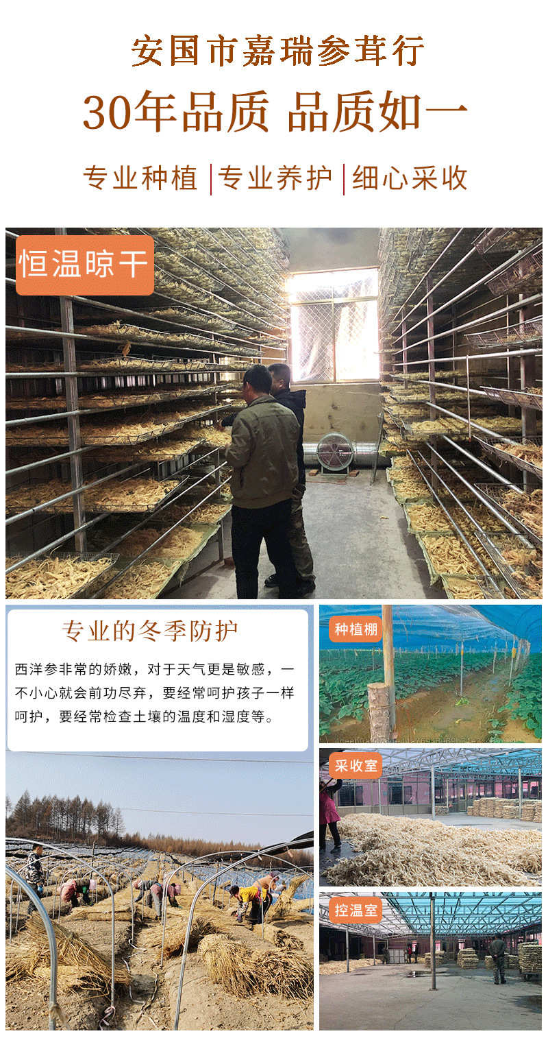 西洋参精选片新款花旗参切片半斤装泡水泡酒