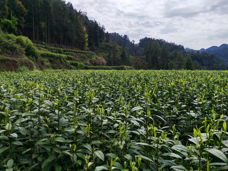 湘西黄金茶（绿茶，红茶）