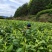 湘西黄金茶（绿茶，红茶）
