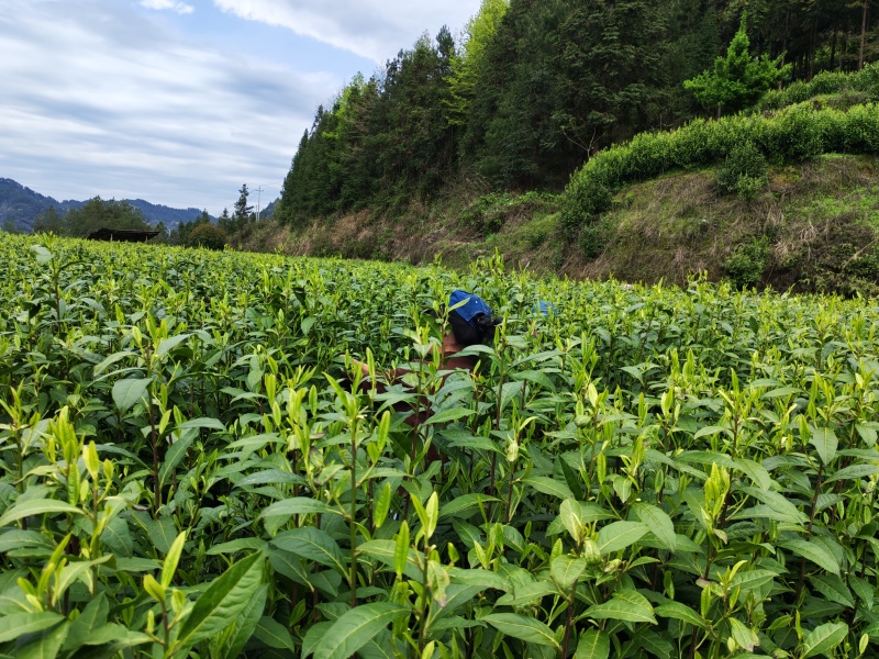 湘西黄金茶（绿茶，红茶）
