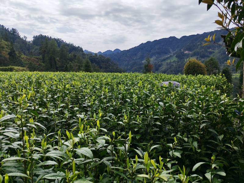 湘西黄金茶（绿茶，红茶）