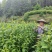 湘西黄金茶（绿茶，红茶）
