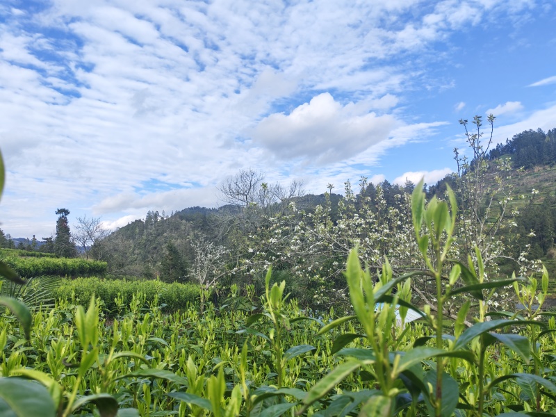 湘西黄金茶（绿茶，红茶）